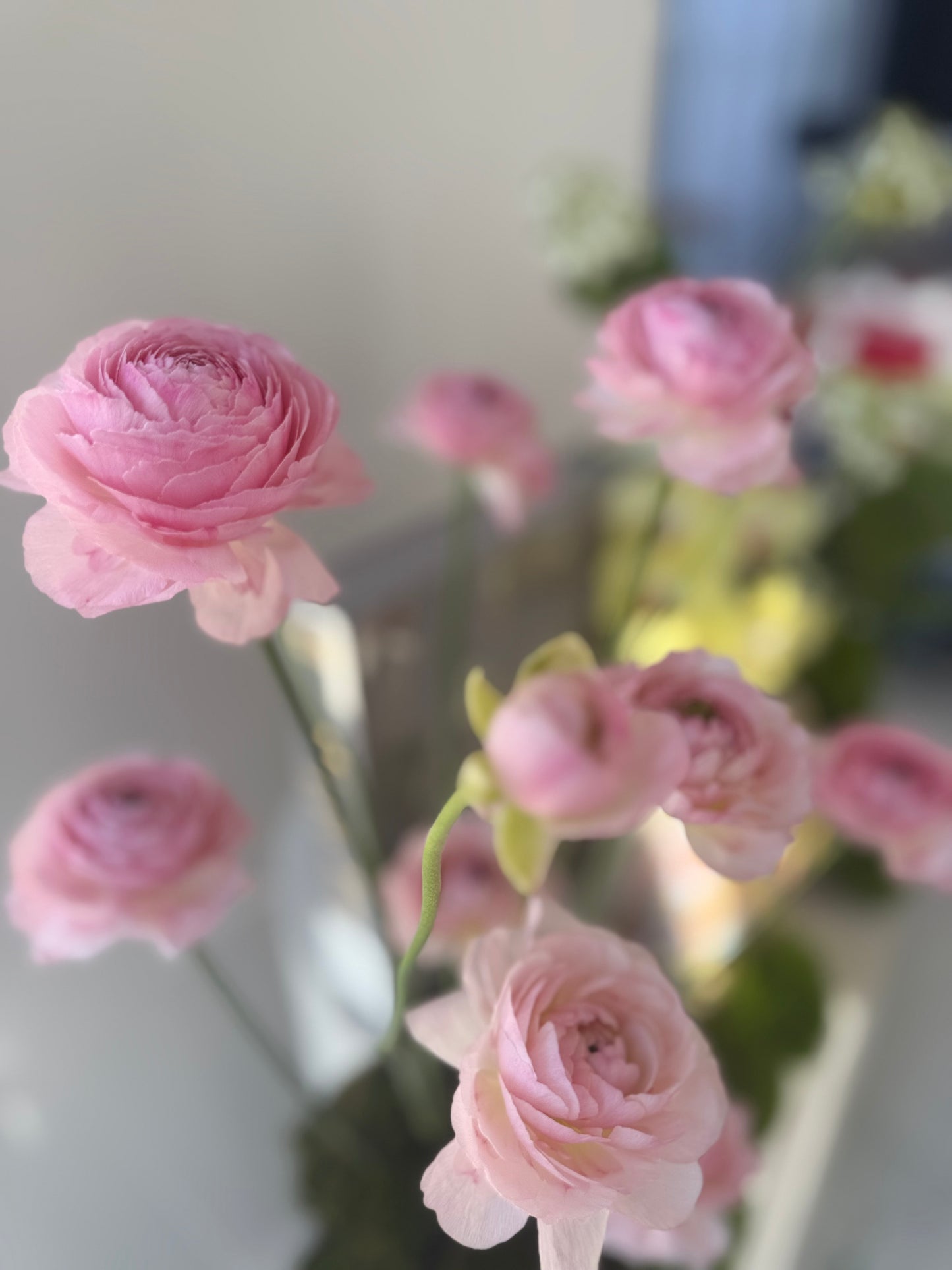 Blush Floral | Gifting Collection